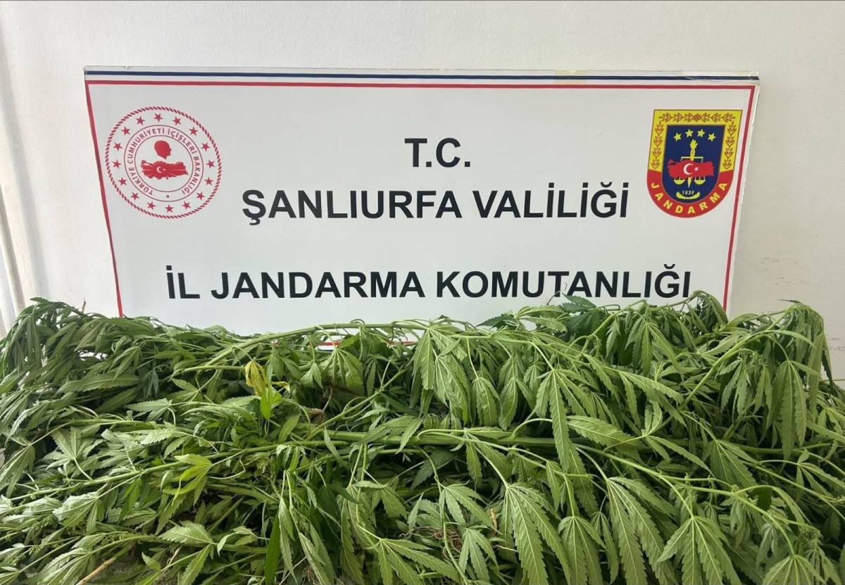 Suruç'ta yasa dışı kenevir ekimine jandarma darbesi!