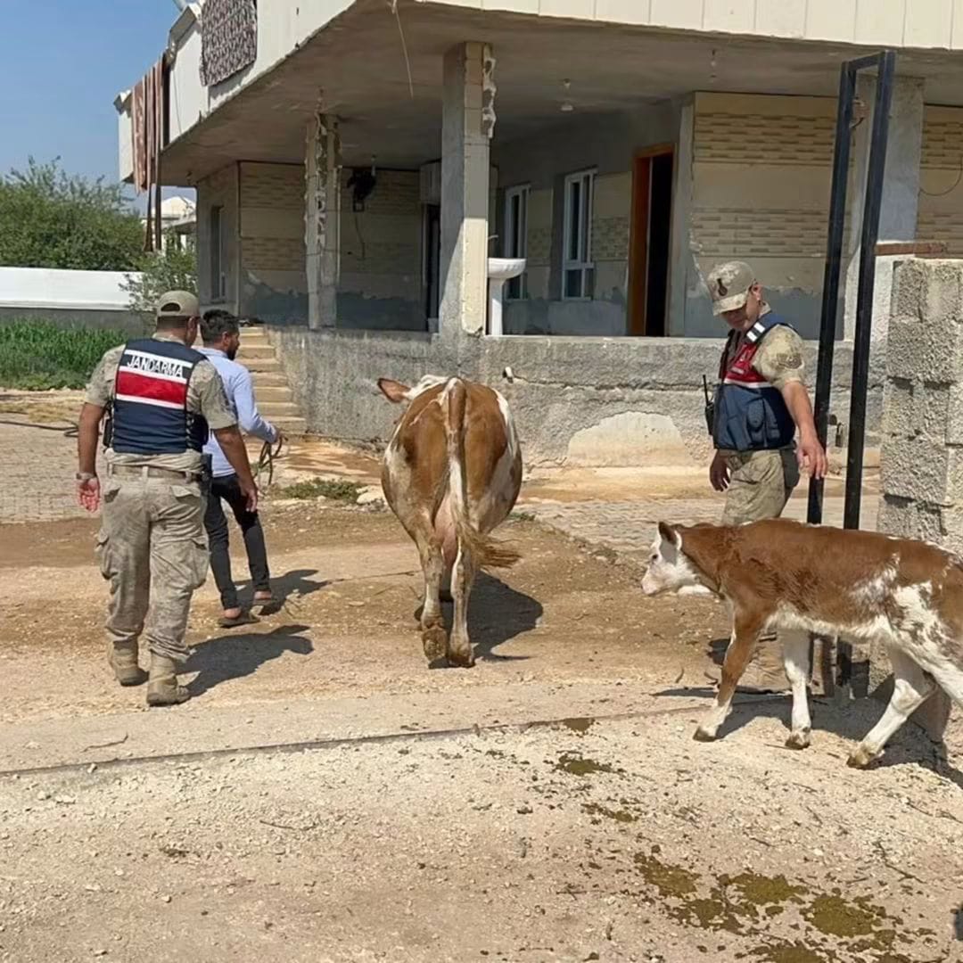 Eyyübiye’de 315 bin liralık hayvan dolandırıcılığı