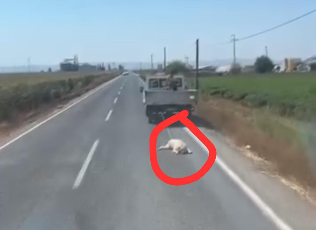 Şanlıurfa’da insanlık dışı görüntü!