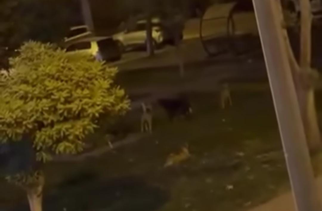 Birecik’te sokaklar köpek sürülerine teslim: Okullar açıldı, yetkililer sessiz!