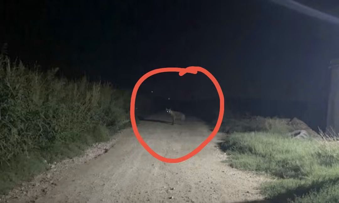 Harran’da yıllar sonra sırtlan görüldü