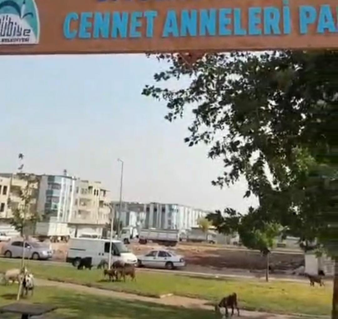 Belediye park yaptı, Urfa’nın 'modern çobanları' meraya çevirdi!